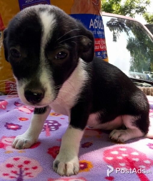 ABCA Border Collie puppies