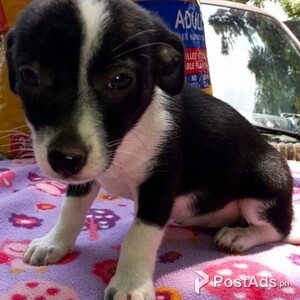 ABCA Border Collie puppies | PostAds PH