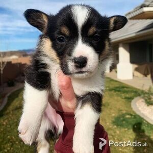 cute and adorable male and female corgi puppies for sale | PostAds PH