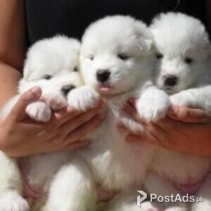 Charming Samoyed Pups | PostAds PH