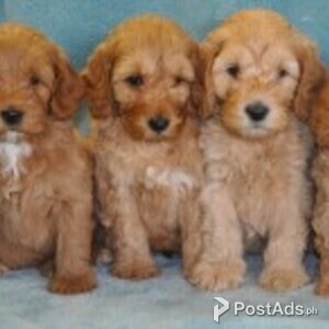 1st Generation Labradoodle Puppies | PostAds PH