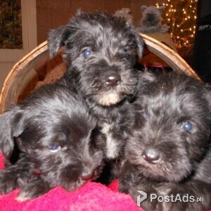Miniature Schnauzer Puppies For Sale | PostAds PH