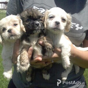 Adorable Cockapoo Puppies | PostAds PH