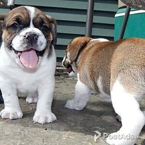 PUGGLE/BULLDOG CROSS Male | PostAds PH