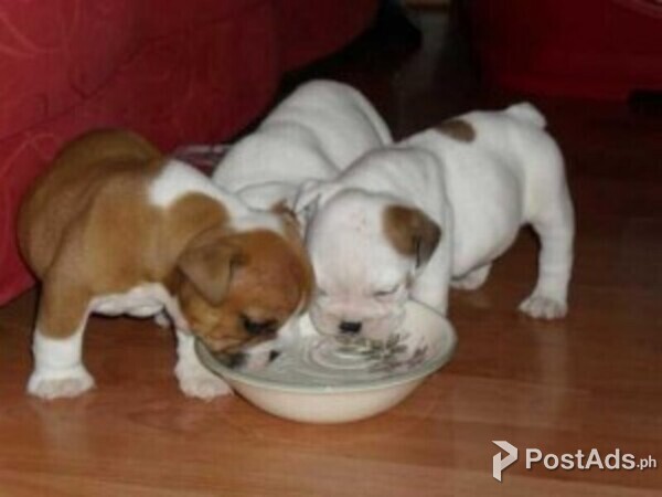 GORGEOUS ENGLISH BULLDOG PUPPIES FOR SALE
