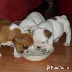 GORGEOUS ENGLISH BULLDOG PUPPIES FOR SALE | PostAds PH
