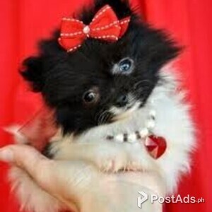 Cute Teacup Size Pomeranian Puppies | PostAds PH
