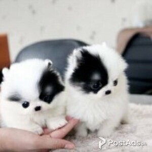 CUTE POMERANIAN PUPPIES | PostAds PH