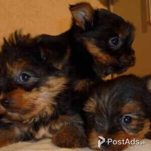 Precious Tea-cup Yorkie Pups | PostAds PH