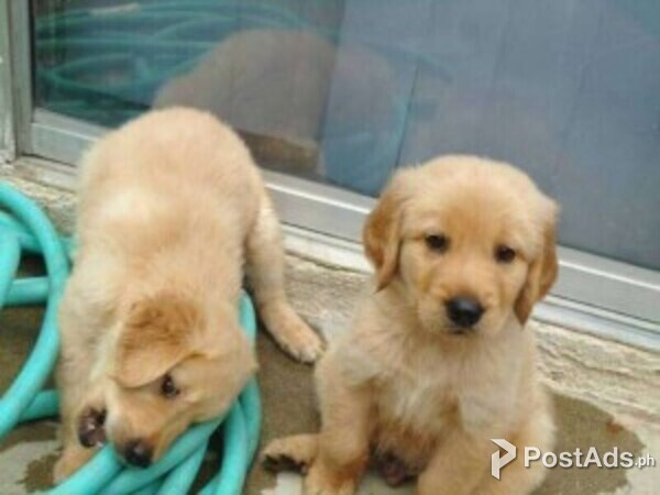 Two AKC Golden Retriever Puppies