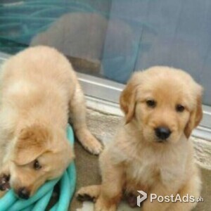 Two AKC Golden Retriever Puppies | PostAds PH