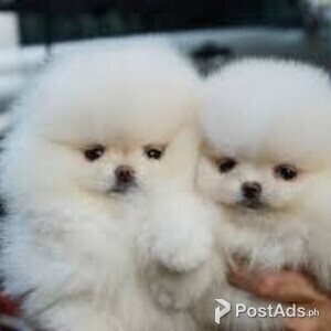 Pomeranian Puppies for Sale | PostAds PH