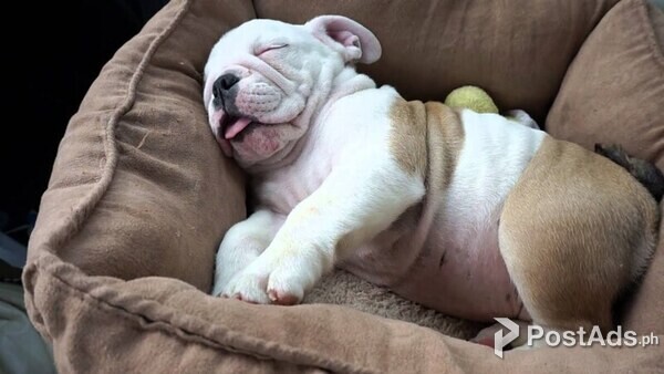 English Bulldog Puppy for sale or Adoption [DOG] in Philippines 