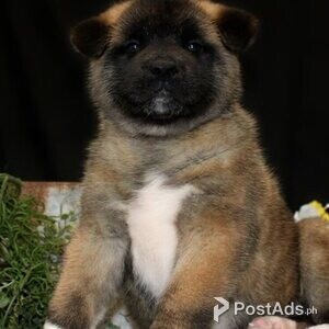 American Akita Puppies | PostAds PH