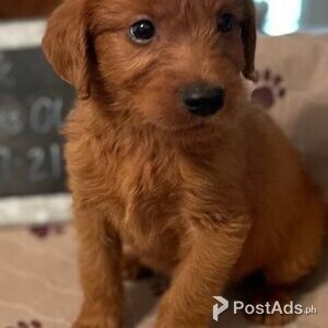 Labrador Pups | PostAds PH