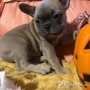 French Bulldog Puppies | PostAds PH