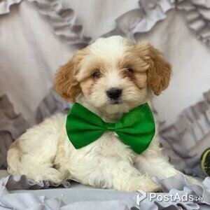 Cavapoo puppies | PostAds PH