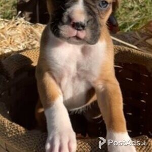 Boxer puppies | PostAds PH