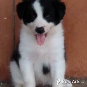 8 Beautiful Border Collie Pups For Sale | PostAds PH