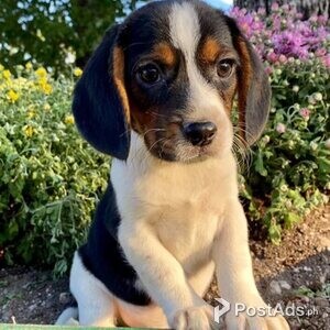 3 Lovely Beagle Puppies | PostAds PH