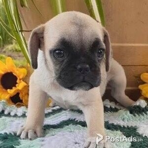 Adorable Pug Puppies | PostAds PH