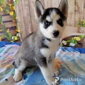 Siberian Husky | PostAds PH