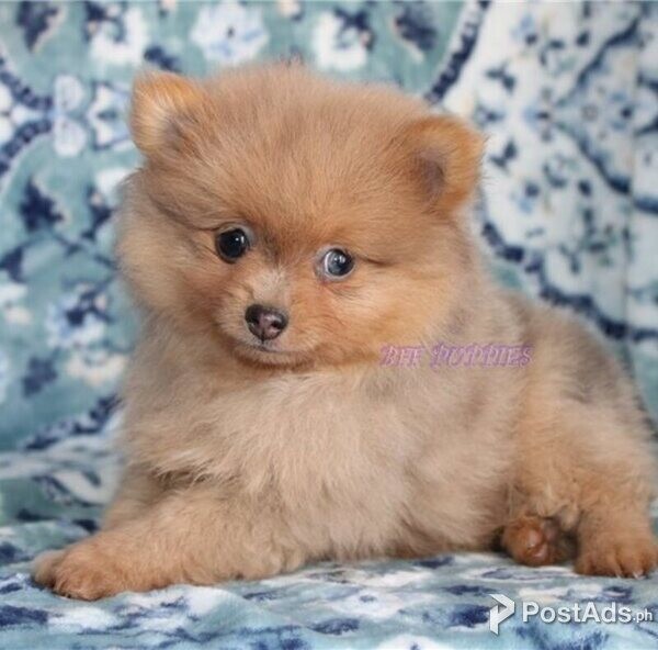 Pomeranian  puppies 