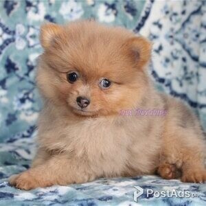 Pomeranian puppies | PostAds PH