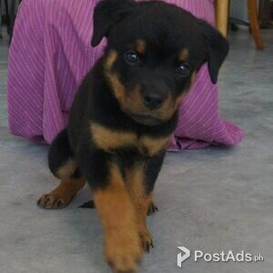 Rottweiler Puppies Ready Now | PostAds PH
