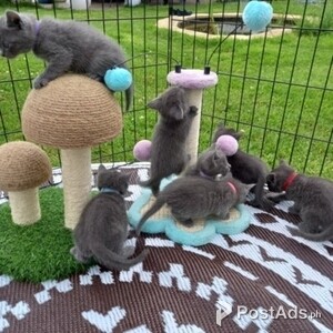 GENTLE RUSSIAN BLUE KITTENS | PostAds PH