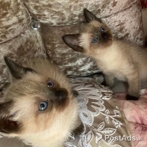 HEALTHY SIAMESE KITTENS READY NOW | PostAds PH