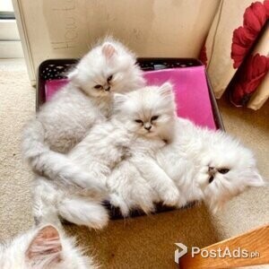 Chinchilla Persian Kittens For Sale | PostAds PH
