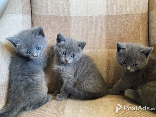 Russian Blue Kittens