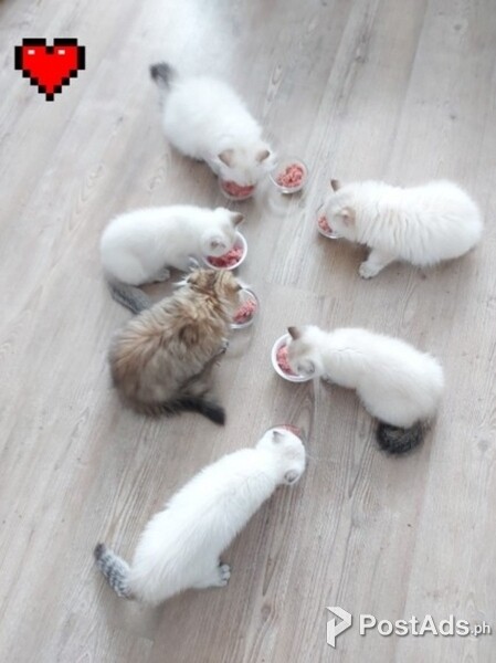 Scottish kittens