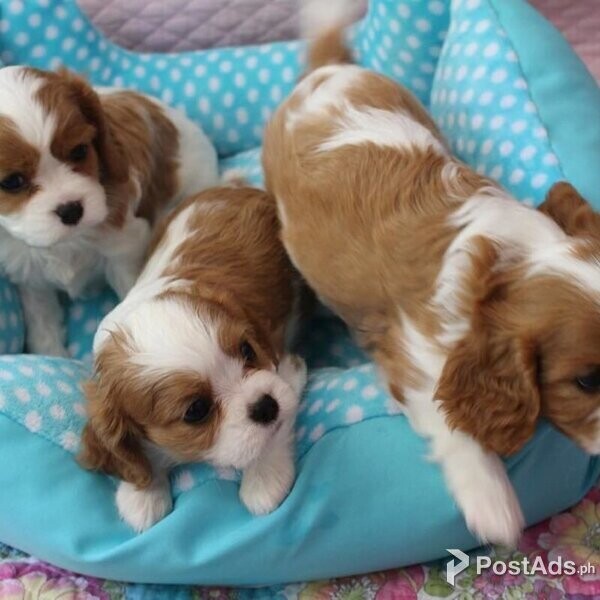  Cavalier King Charles Spaniels Puppies
