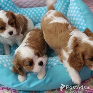 Cavalier King Charles Spaniels Puppies | PostAds PH