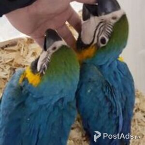 Blue and Gold Macaw | PostAds PH