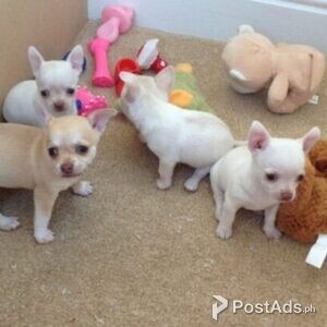 Kennel Club Registered Chihuahuas For Sale | PostAds PH