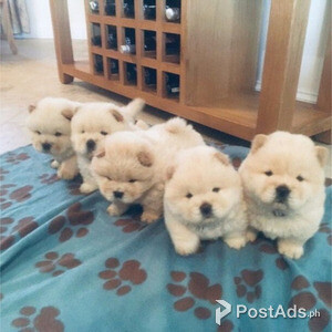 Beautiful Red Kc Reg Chow Chow Puppies | PostAds PH