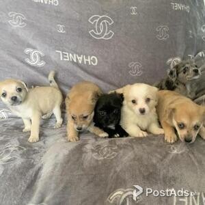Beautiful Chug Puppies | PostAds PH