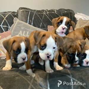 5 Generation Boxer Pups For Sale Only 2 Bobtailed | PostAds PH