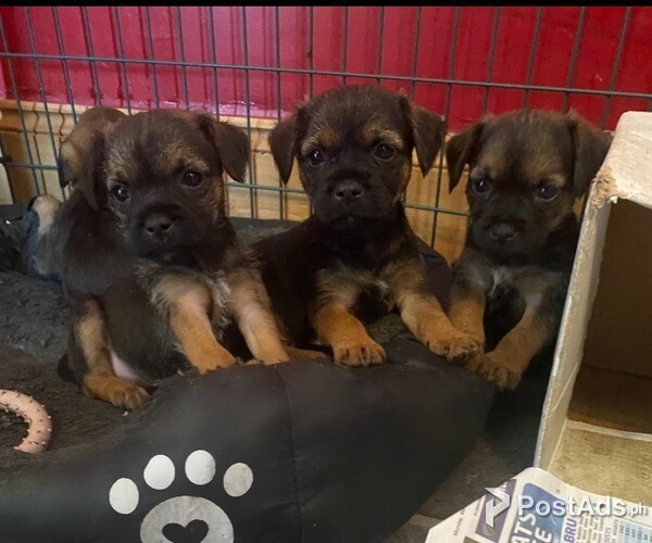 Kc Proven Border Terriers For Stud Slem Clear