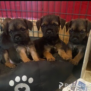 Kc Proven Border Terriers For Stud Slem Clear | PostAds PH