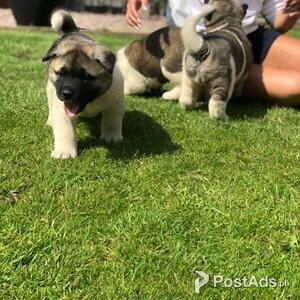 American Akita Puppies X5 Champions | PostAds PH