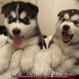 Stunning Kc Reg Alaskan Malamute | PostAds PH