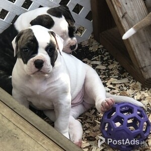 American Bulldog 4 Girls Left From A Litter Of 10 | PostAds PH