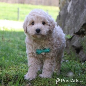 Ready Now..10 Beautiful American Cocapoos | PostAds PH