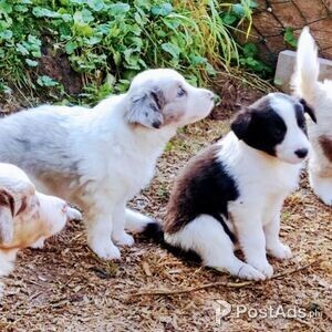 Working Bearded Collie - Health Tested Parents | PostAds PH