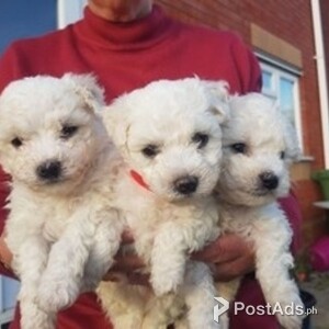 Pedigree Dl Reg Bichon Frise - Male Stud | PostAds PH