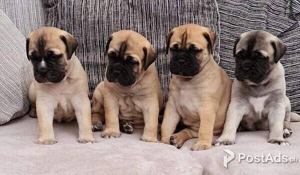 Quality Bullmastiff Available For Stud